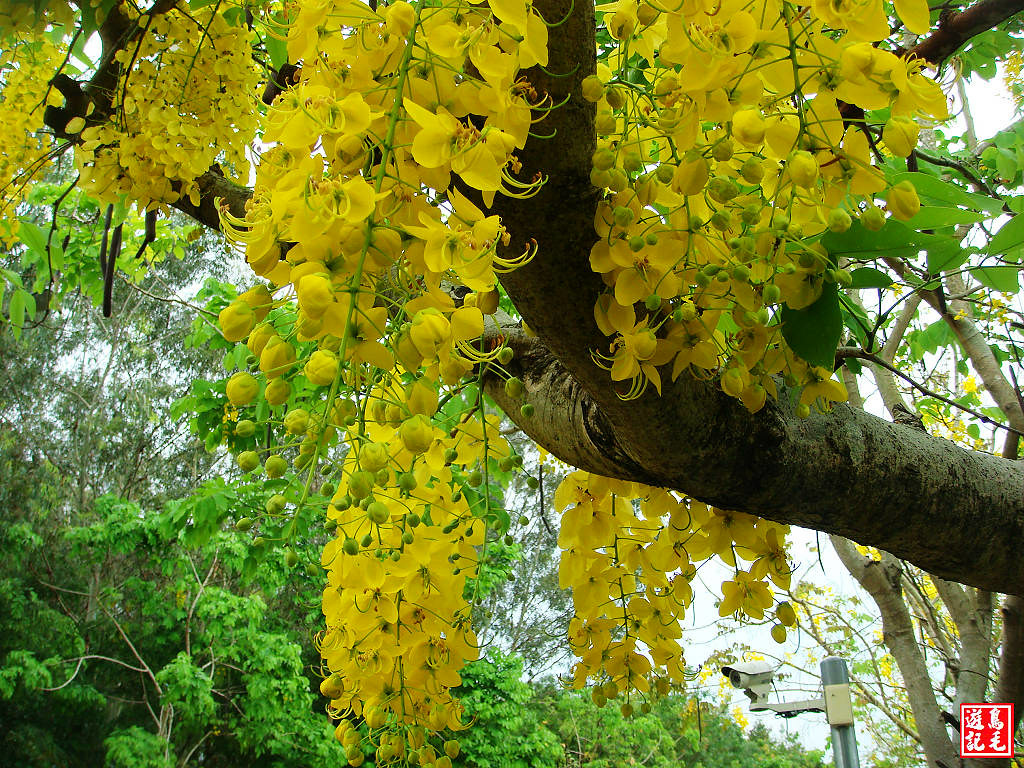 亞洲大學黃金雨荷花 (47).jpg