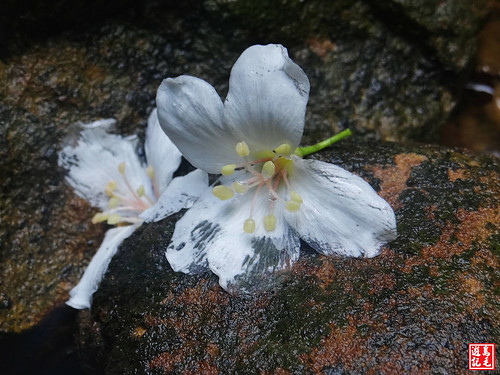 瑪西桐花步道 (17).jpg