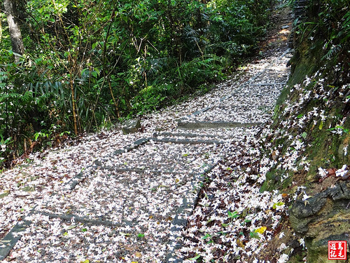 瑪西桐花步道 (40).jpg