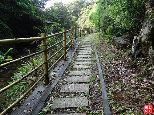 瑪西桐花步道 (45).jpg