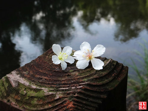 瑪西桐花步道 (46).jpg