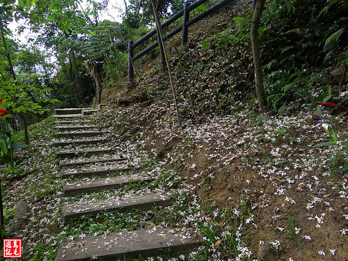 白雲步道賞桐花 (3).jpg