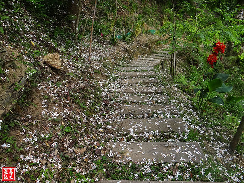 白雲步道賞桐花 (7).jpg