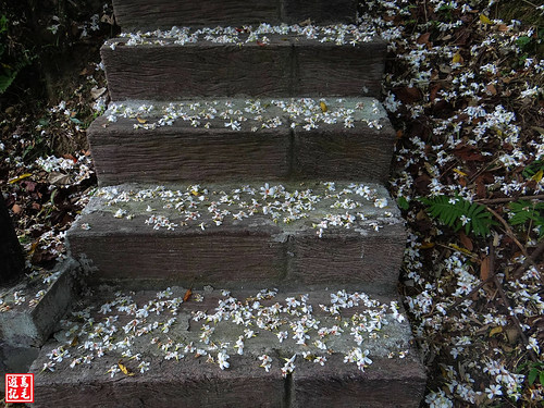 白雲步道賞桐花 (10).jpg