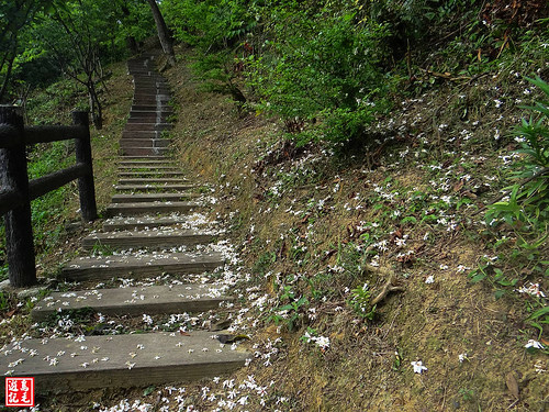 白雲步道賞桐花 (14).jpg