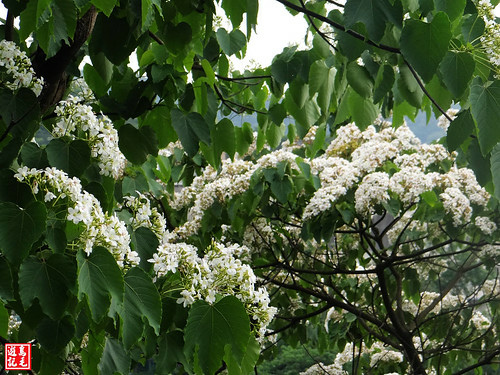 白雲步道賞桐花 (15).jpg