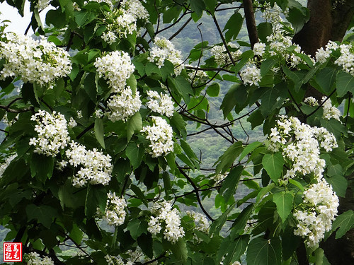 白雲步道賞桐花 (22).jpg