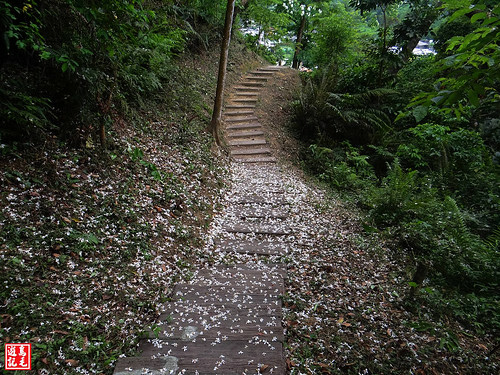 白雲步道賞桐花 (27).jpg