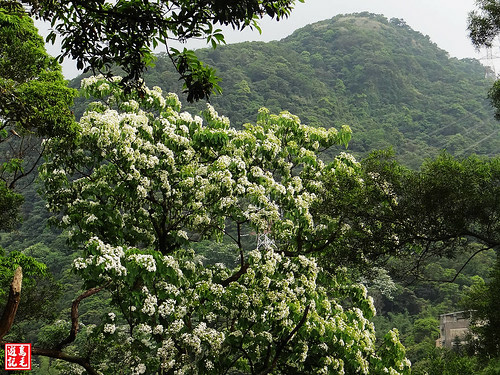 白雲步道賞桐花 (28).jpg