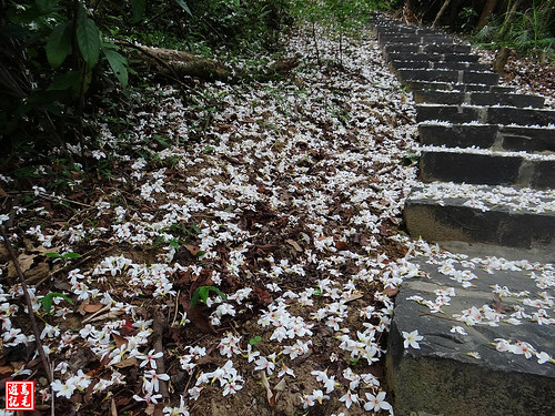 白雲步道賞桐花 (31).jpg