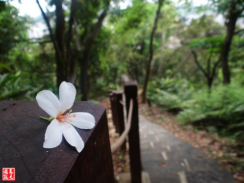 白雲步道賞桐花 (34).jpg