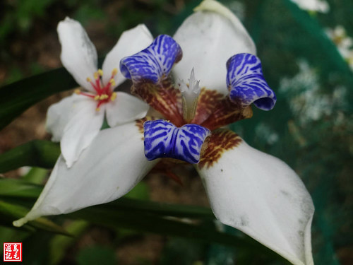 白雲步道賞桐花 (42).jpg