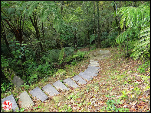 竿蓁坑古道 (7).jpg