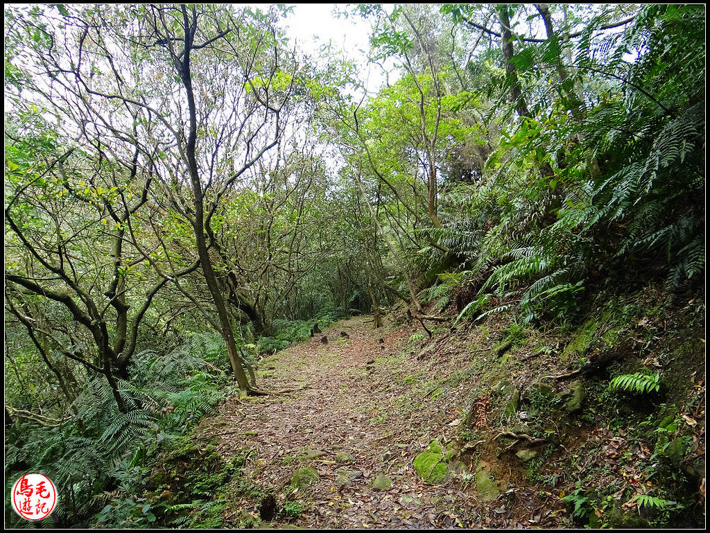 竿蓁坑古道 (8).jpg