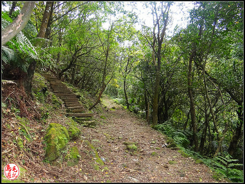 竿蓁坑古道 (11).jpg