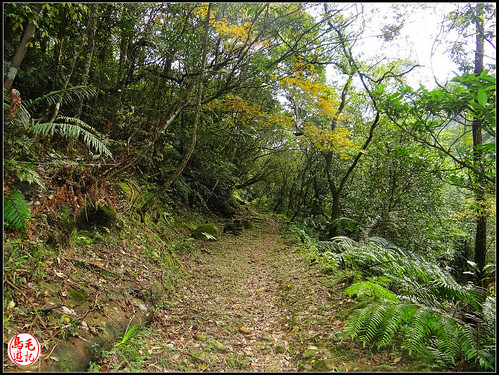 竿蓁坑古道 (12).jpg