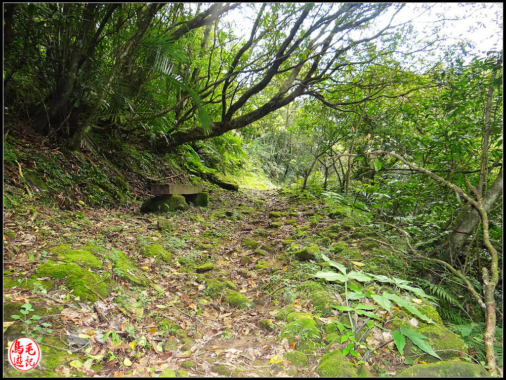 竿蓁坑古道 (14).jpg