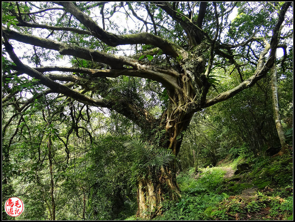 竿蓁坑古道 (23).jpg