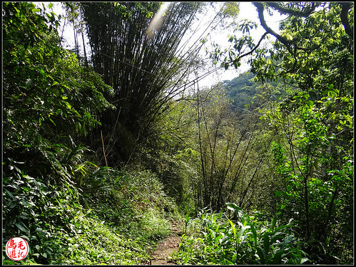 竿蓁坑古道 (25).jpg