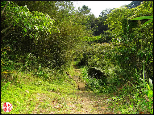 竿蓁坑古道 (31).jpg