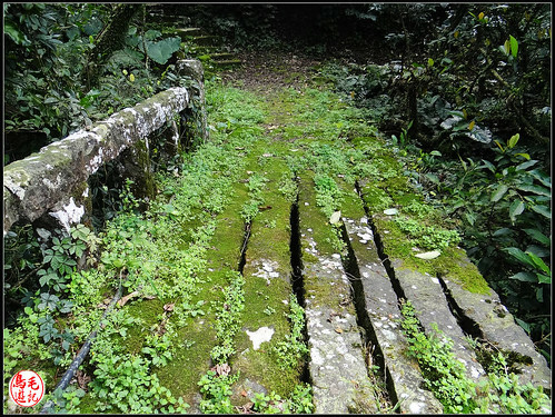 竿蓁坑古道 (35).jpg