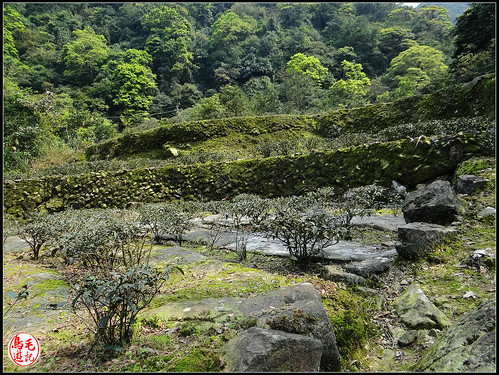 竿蓁坑古道 (40).jpg