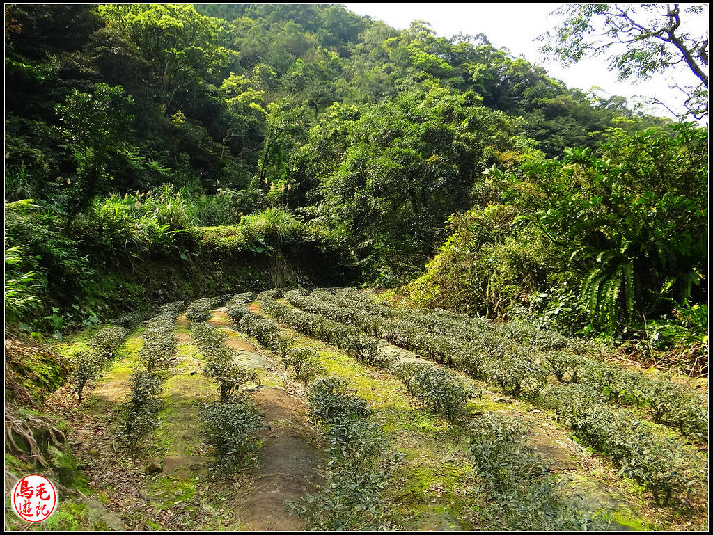 竿蓁坑古道 (41).jpg