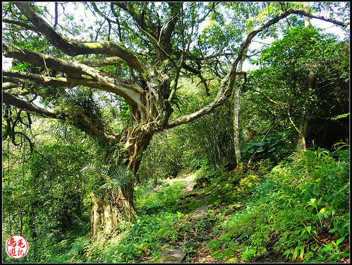 竿蓁坑古道 (45).jpg