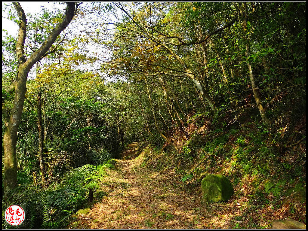 竿蓁坑古道 (46).jpg