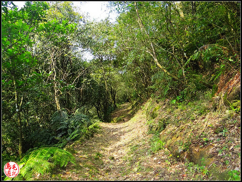 竿蓁坑古道 (48).jpg