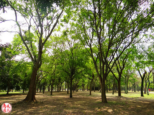 大安森林公園 (35).jpg