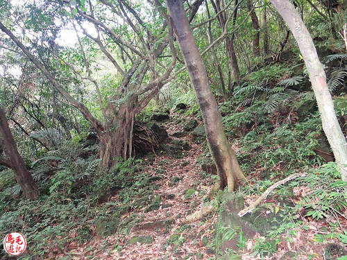 燦光寮古道 (127).jpg