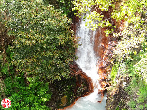 陽明山前山公園吉野櫻盛開 (1).jpg