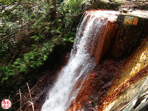 陽明山前山公園吉野櫻盛開 (2).jpg