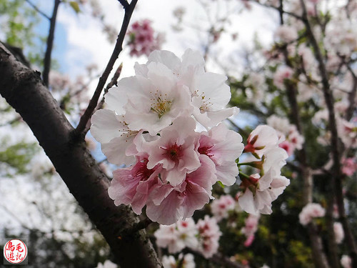 陽明山前山公園吉野櫻盛開 (16).jpg