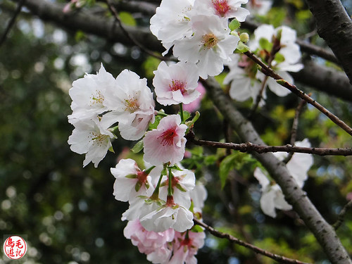 陽明山前山公園吉野櫻盛開 (17).jpg