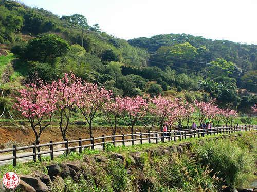 三生步道櫻芝戀 (33).jpg