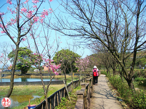 三生步道櫻芝戀 (44).jpg