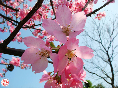 三生步道櫻芝戀 (56).jpg