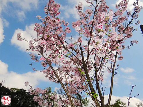 陽明山前山公園吉野櫻盛開 (26).jpg