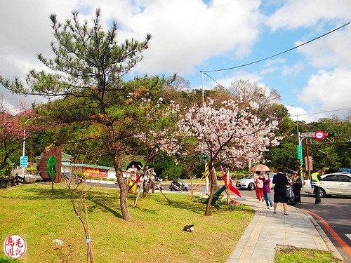 陽明山前山公園吉野櫻盛開 (34).jpg