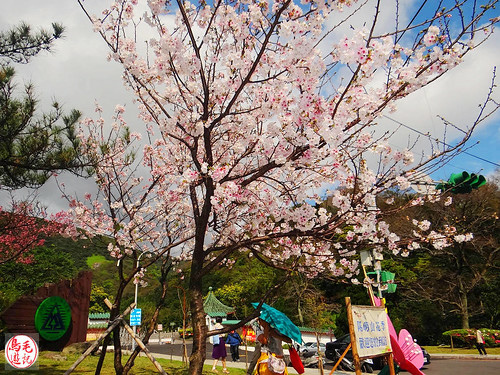 陽明山前山公園吉野櫻盛開 (35).jpg