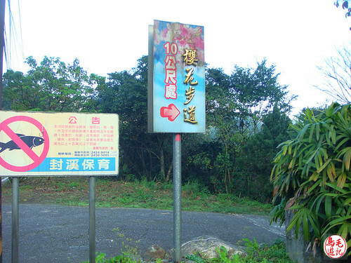 瑪陵坑櫻花步道 (2).jpg