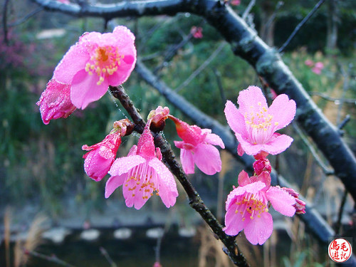 瑪陵坑櫻花步道 (7).jpg