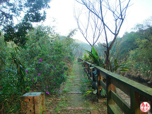 瑪陵坑櫻花步道 (9).jpg