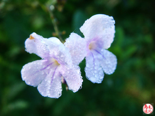 瑪陵坑櫻花步道 (12).jpg