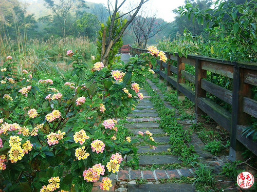 瑪陵坑櫻花步道 (13).jpg