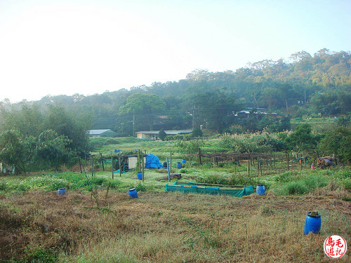 瑪陵坑櫻花步道 (16).jpg