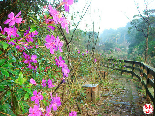 瑪陵坑櫻花步道 (18).jpg