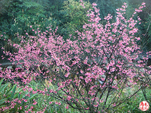 瑪陵坑櫻花步道 (24).jpg